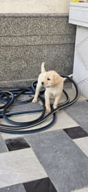 Labrador retriever