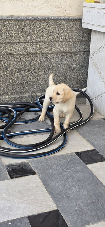 Labrador retriever