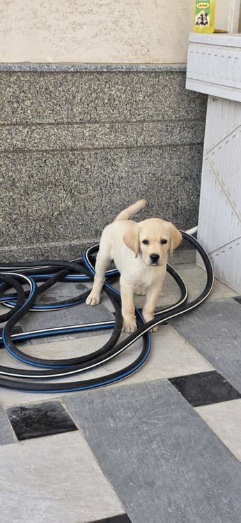 Labrador retriever — 2