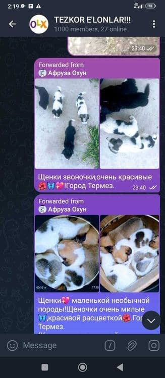 Собаки и щенки отдаются в ответственную семью — 1