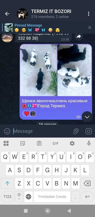 Собаки и щенки отдаются в ответственную семью — 2