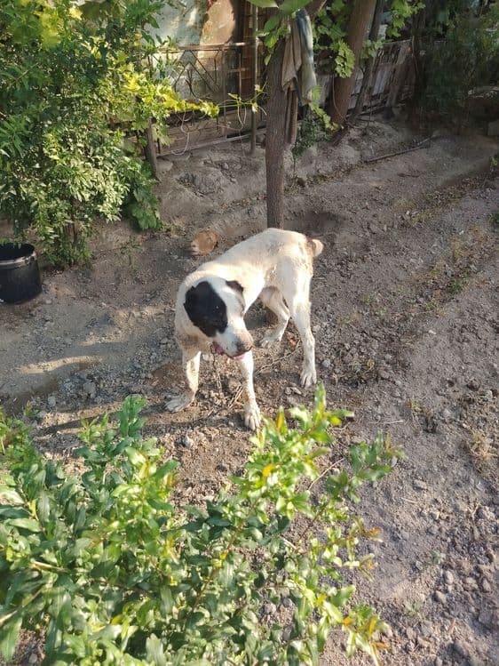 Alabay 8 oylik toza bemalol tel qilorasizlar keliahamiz dastafka bor.