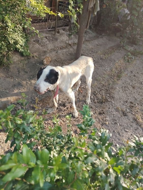 Alabay 8 oylik toza bemalol tel qilorasizlar keliahamiz dastafka bor. — 2