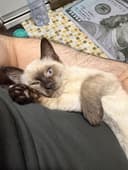 Сиамский котенок в добрые руки