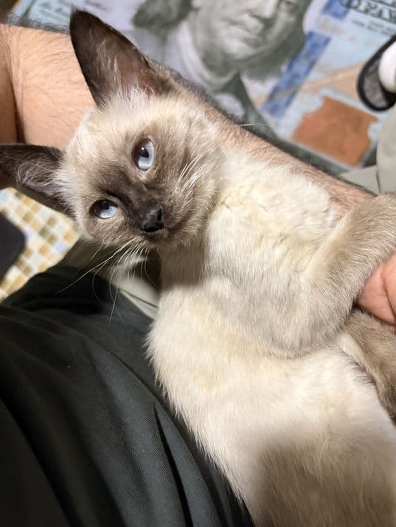 Сиамский котенок в добрые руки — 2