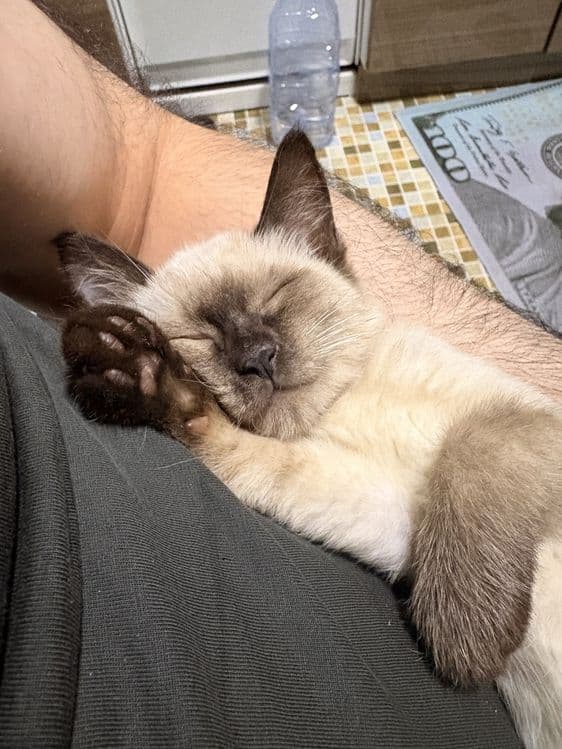 Сиамский котенок в добрые руки — 3