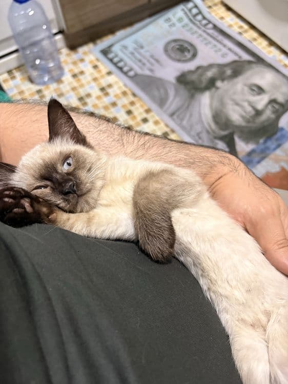Сиамский котенок в добрые руки — 4