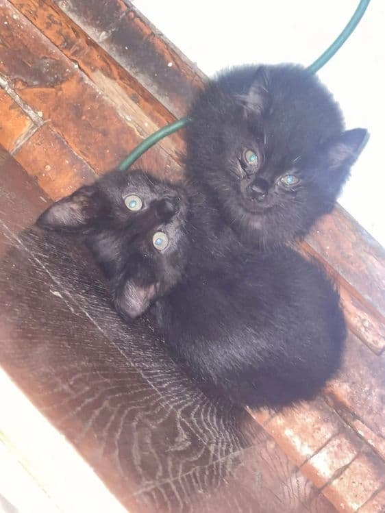 Отдам котят в хорошие руки бесплатно — 2