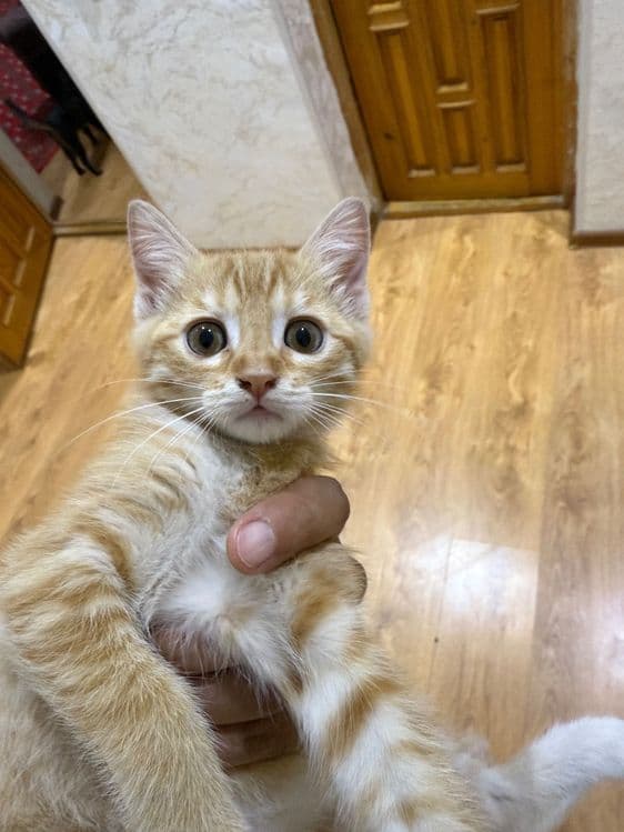 Отдам в хорошие руки котятки — 2
