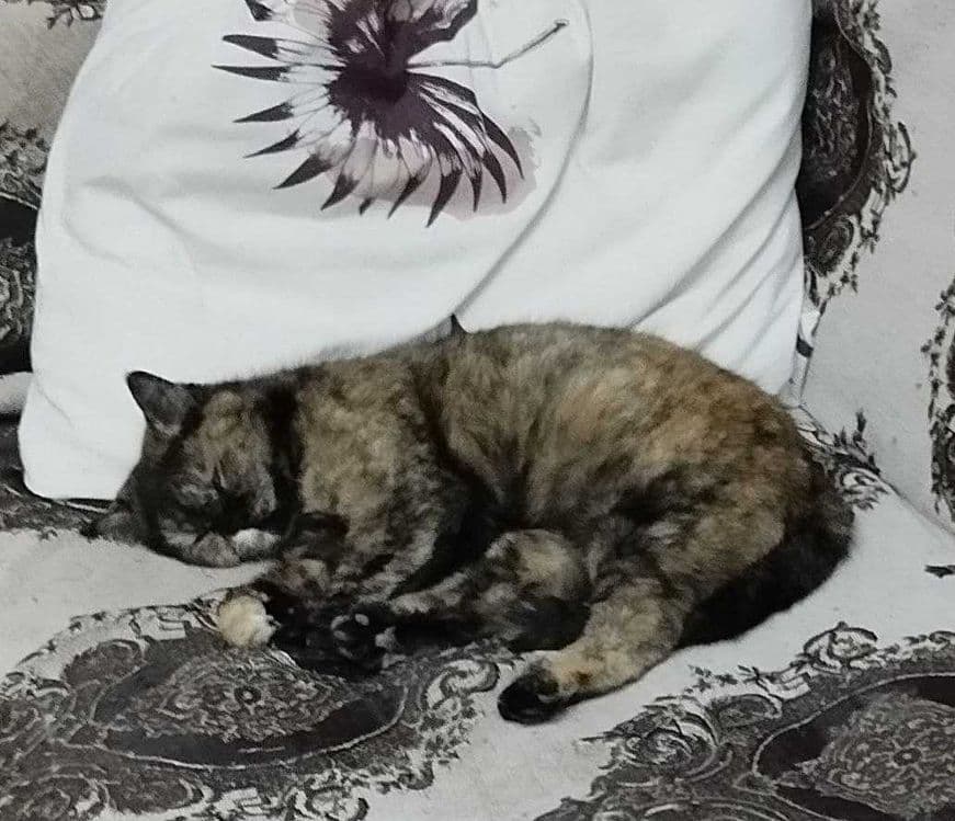 Отдам кошку в хорошие руки — 3