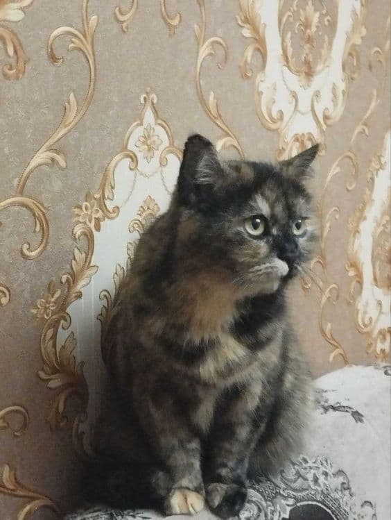 Отдам кошку в хорошие руки — 4