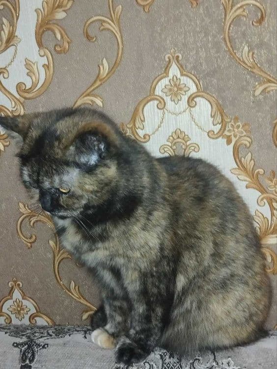 Отдам кошку в хорошие руки — 5