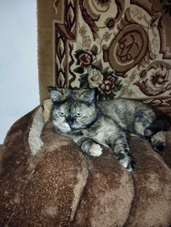 Отдам кошку в хорошие руки — 6