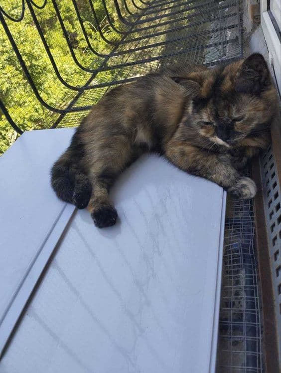 Отдам кошку в хорошие руки — 7