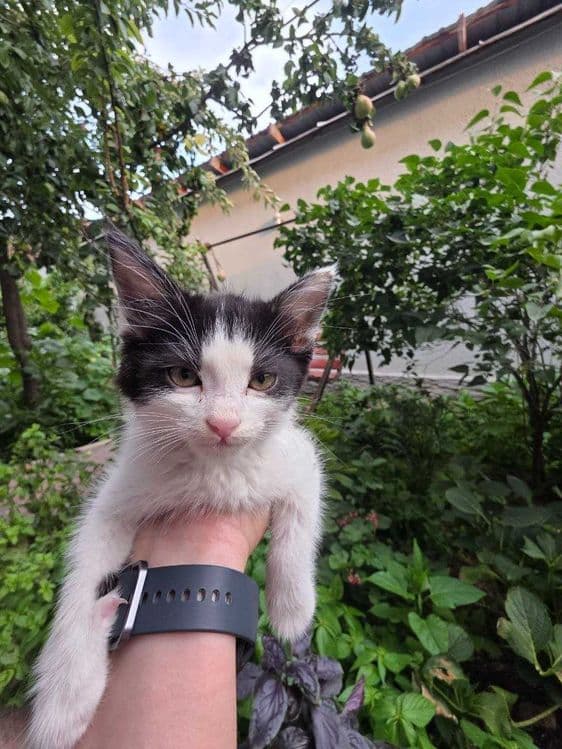 Котенок, Юнусабад, бесплатно — 1