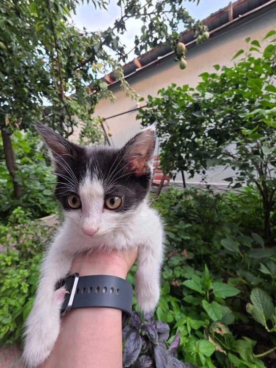 Котенок, Юнусабад, бесплатно — 2