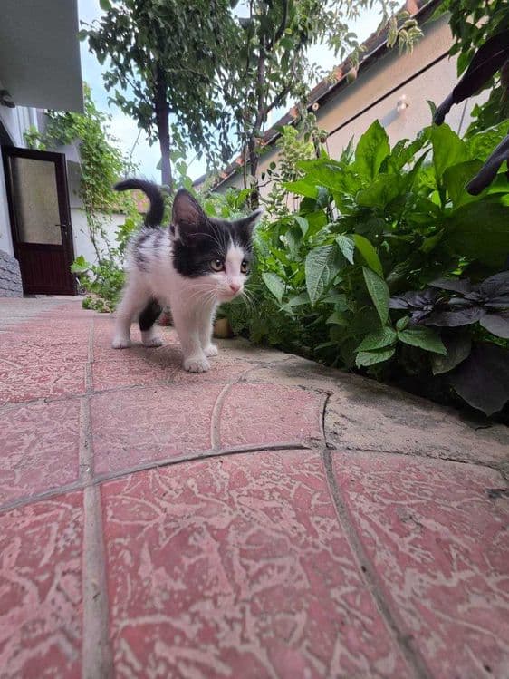 Котенок, Юнусабад, бесплатно — 3