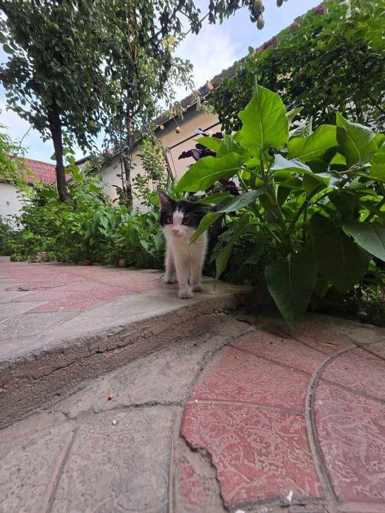 Котенок, Юнусабад, бесплатно — 4
