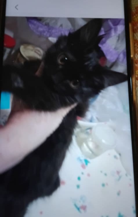 Милый чёрный котерок в добрые руки — 1