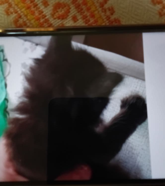 Милый чёрный котерок в добрые руки — 2