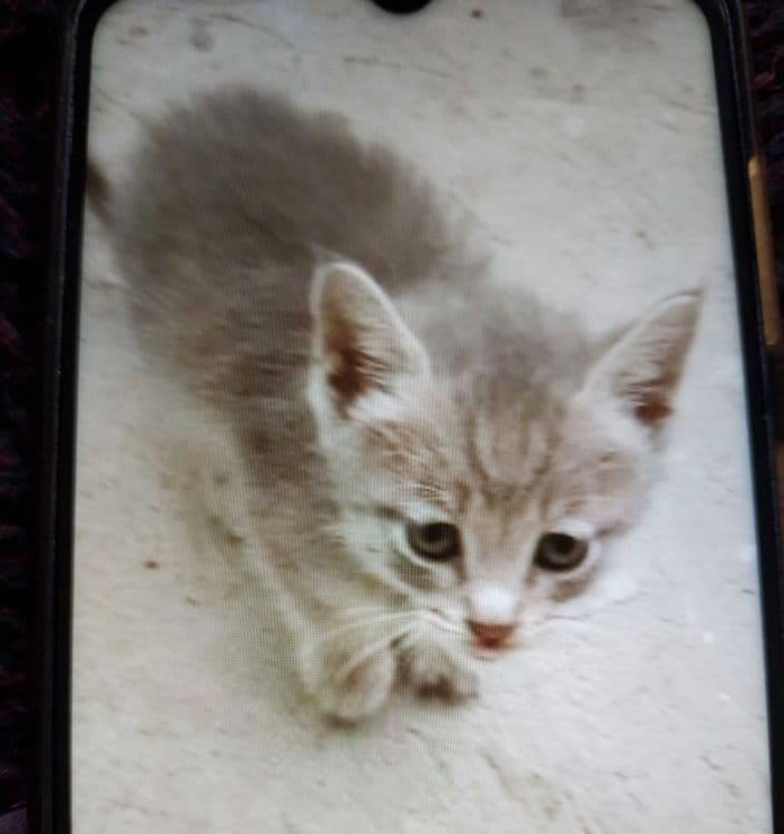 Отдаем котят в добрые руки — 1
