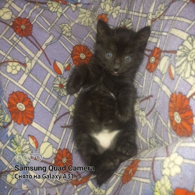 Котята домашние в добрые руки. — 1