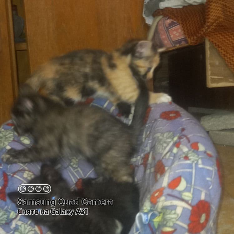 Котята домашние в добрые руки. — 2