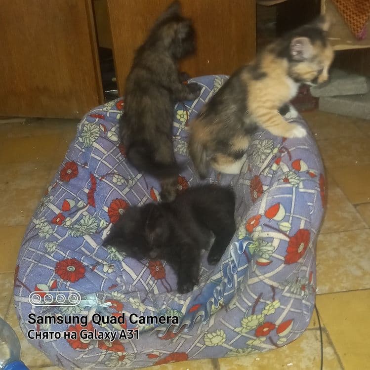 Котята домашние в добрые руки. — 3