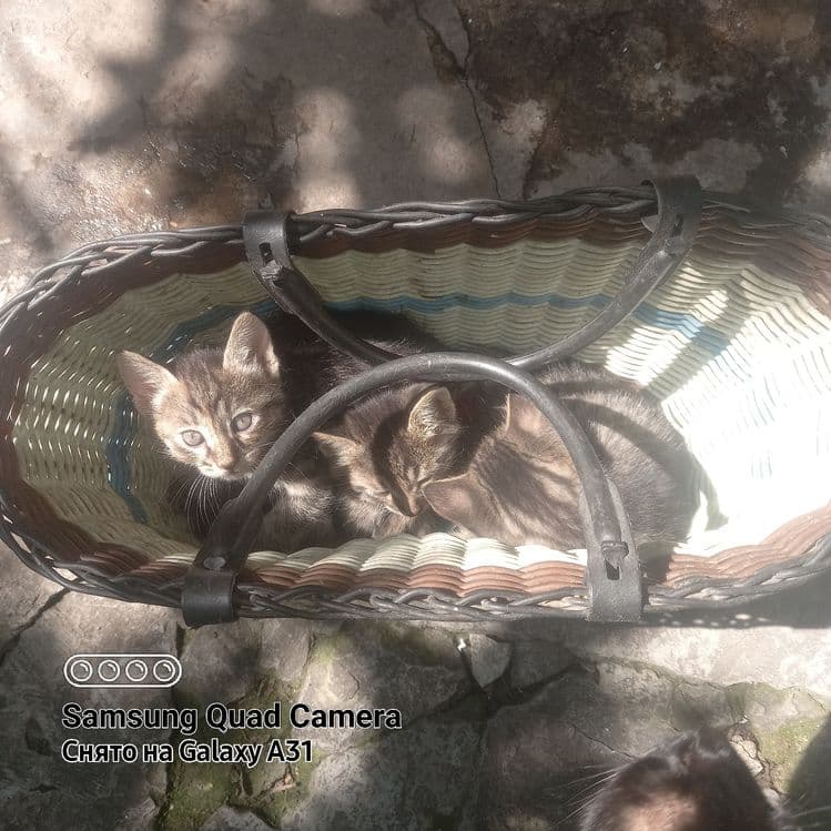 Котята домашние в добрые руки. — 4