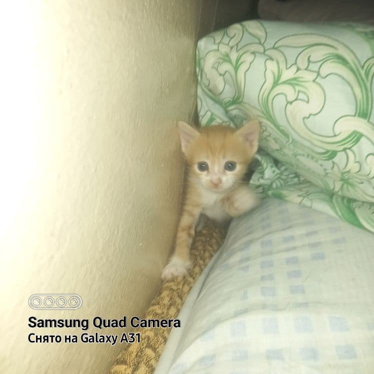 Котята домашние в добрые руки. — 5