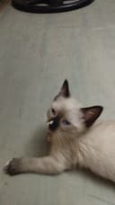 котята объявления