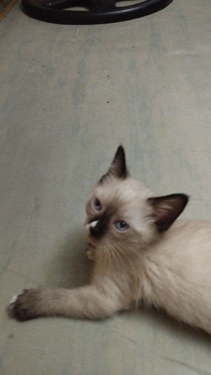 котята объявления — 1
