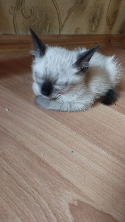 котята объявления — 2