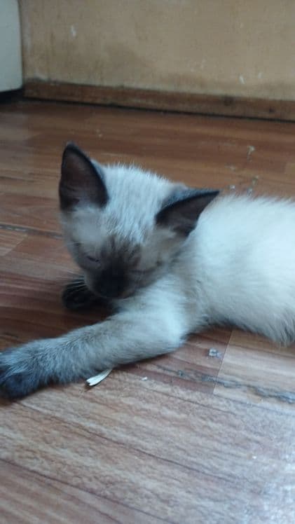 котята объявления — 3
