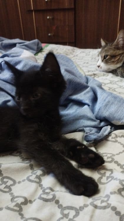 котята объявления — 4