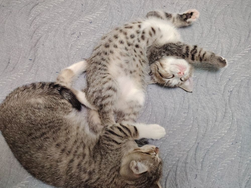 Котята два месяца — 1