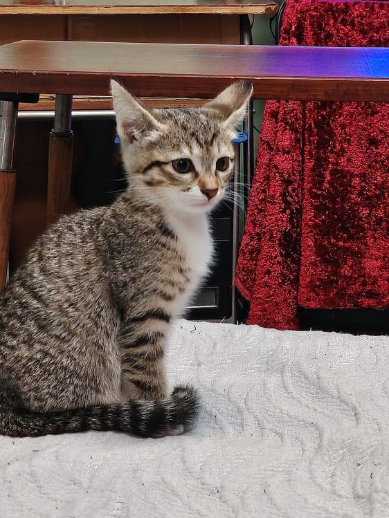 Котята два месяца — 2