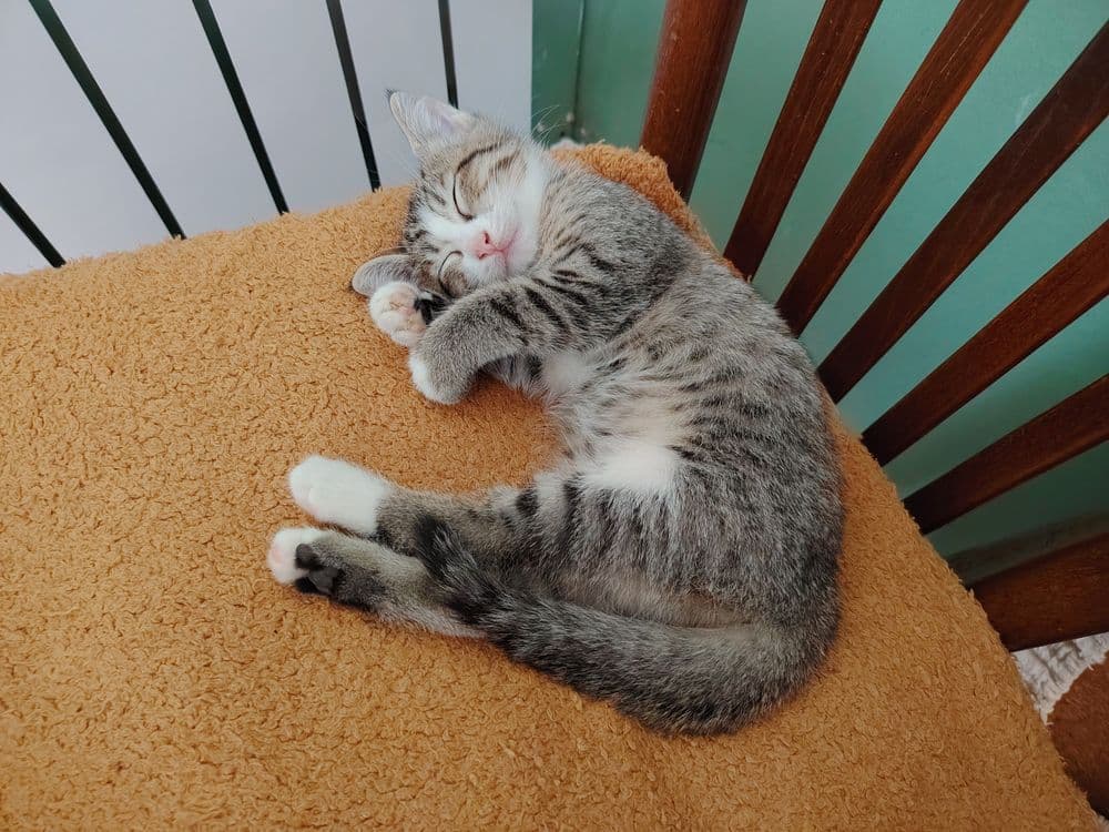 Котята два месяца — 3