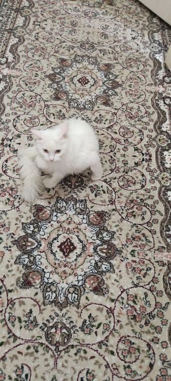 Стерелизованная киса ищет добрых ручек. Юнусабад — 3