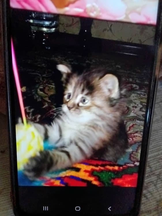 Миленький котёнок — 1