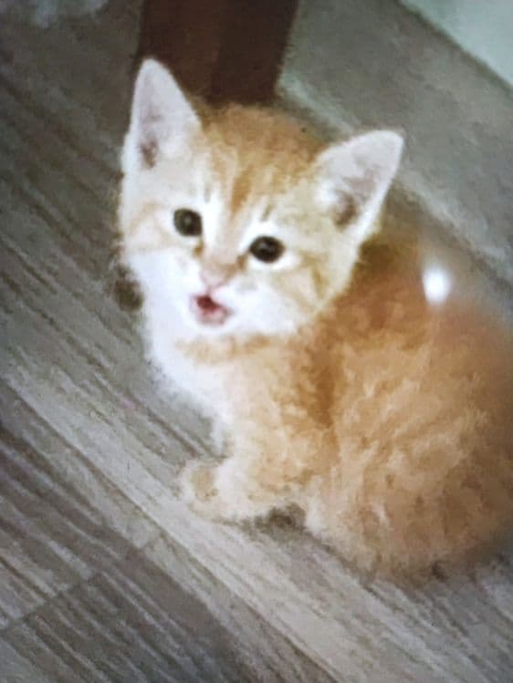 Рыжий котенок в добрые руки. — 2