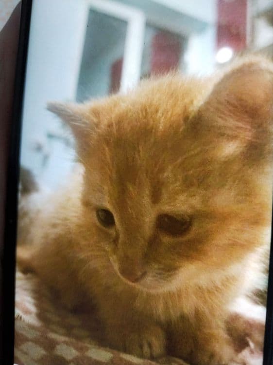 Рыжий котенок в добрые руки. — 3