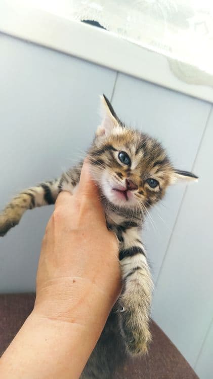 Отдам в добрые руки.