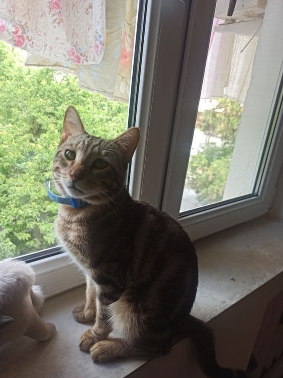 Котик на час или на день — 1