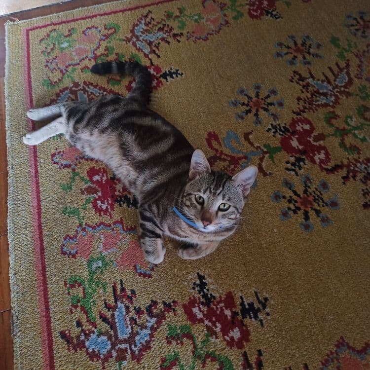 Котик на час или на день — 2