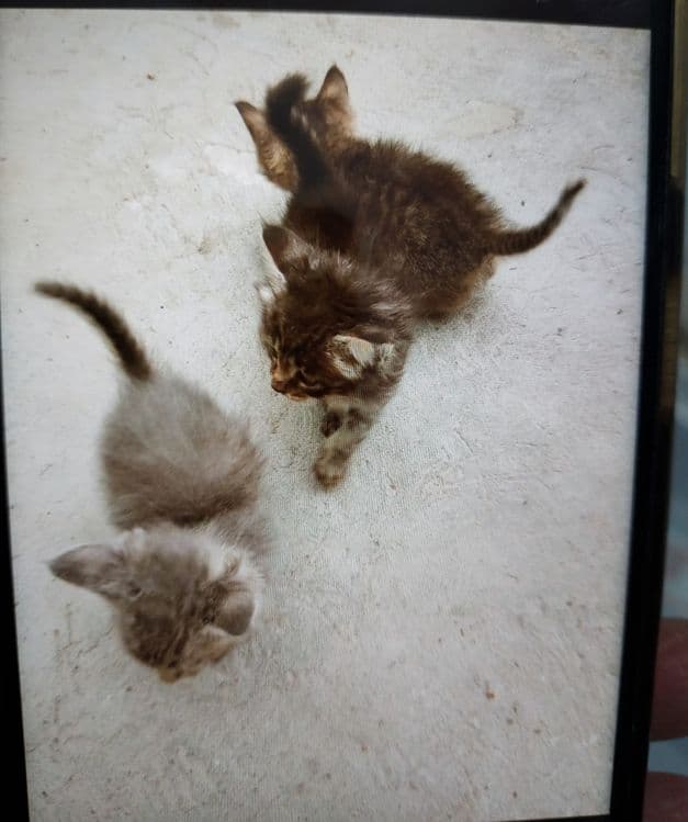 Миленькие Котята в дрбрые — 1