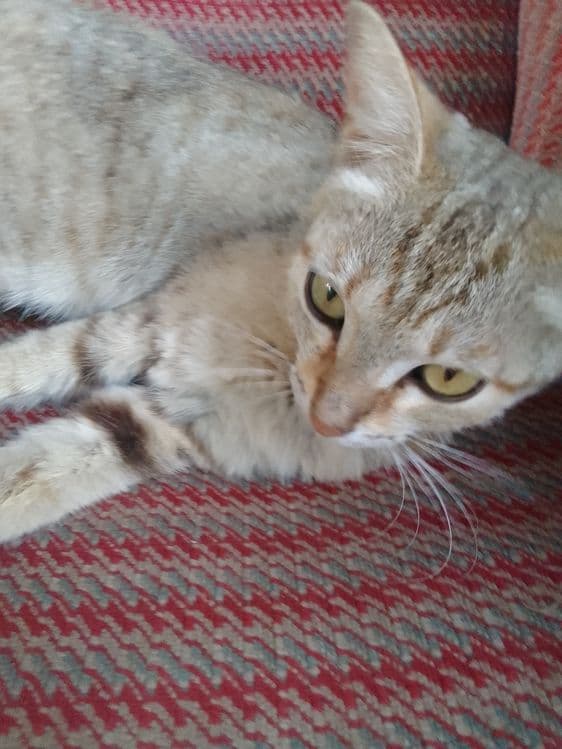 Ortacha aqili mushuk uy mushugi — 2