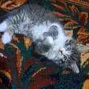 Котята 1.5 месяцев мама страйт