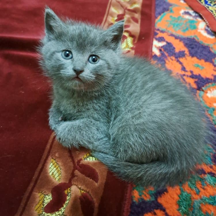 Котята 1.5 месяцев мама страйт — 2