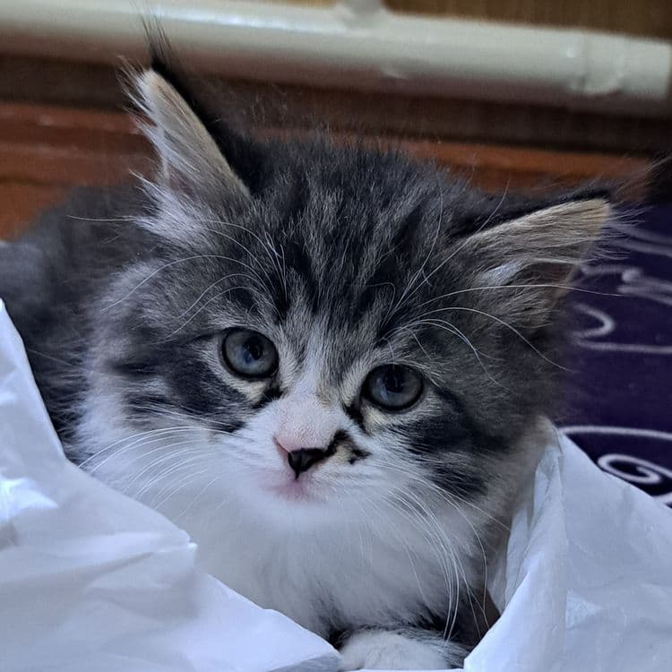 Котята 1.5 месяцев мама страйт — 3